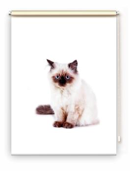Rollo Majesti Katzenbaby, Rollo, Motivrollo, Rollo mit Druck, Fotorollo, bedrucktes Rollo, Fensterrollo,verdunkelndes Rollo, Sonnenschutz Rollo